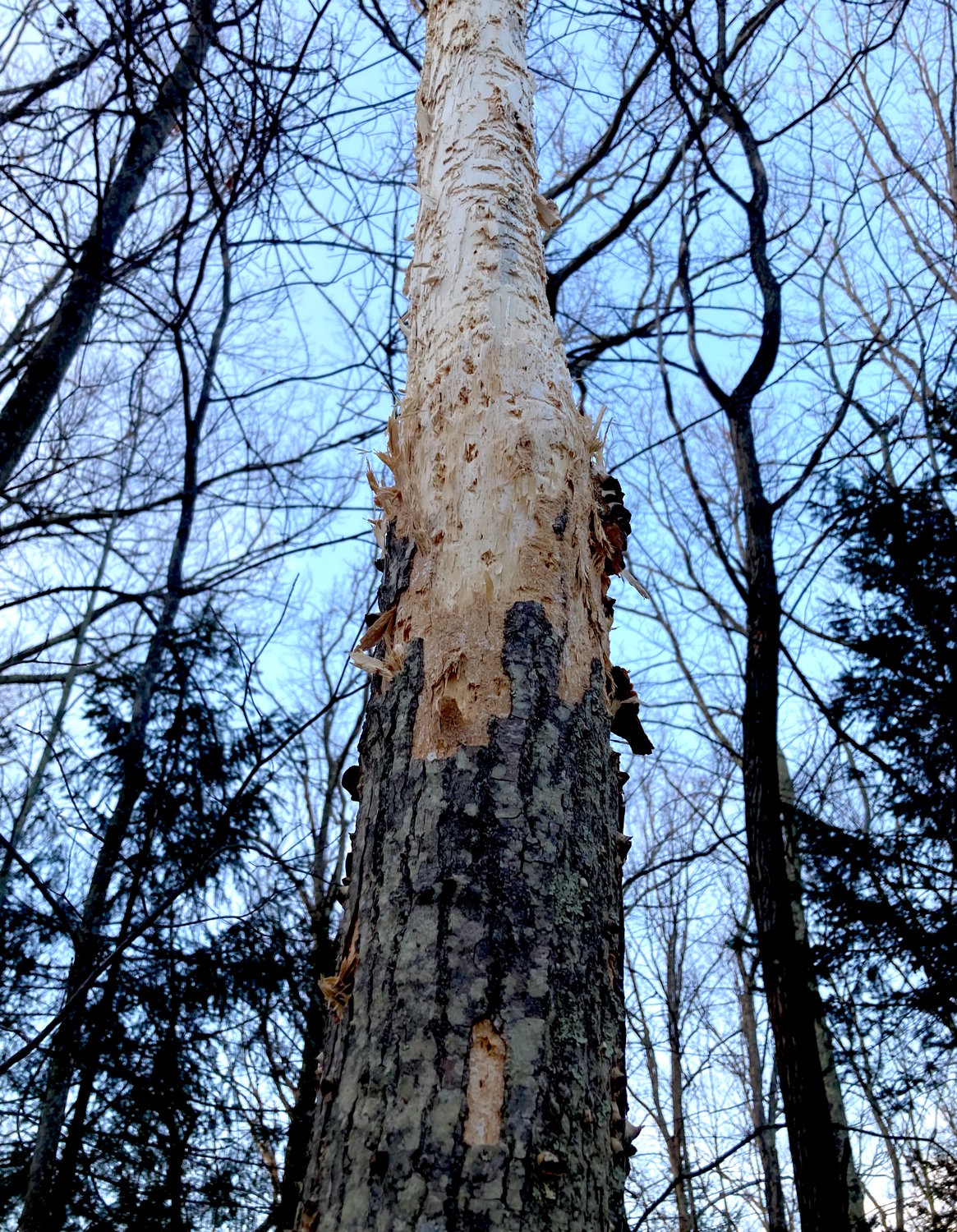 The dead tree depicted here reveals examples of bark sloughing (toward the top), bark gleaning (toward the bottom) and clusters of single pecking holes known as hunting impact marks (toward the center).
